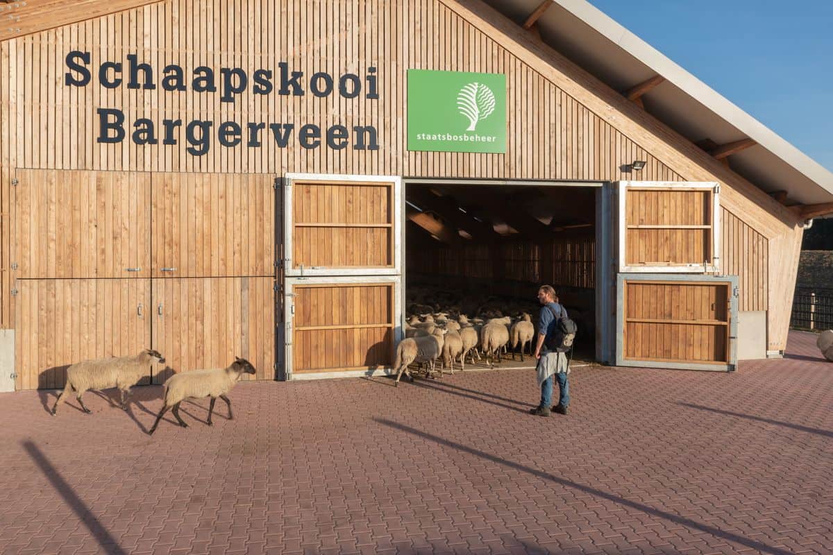 Schaapskooi Bargerveen